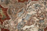 Polished Mushroom Jasper Slab - Arizona #334888-1